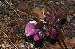 Östliche Nieswurz (Helleborus orientalis) (C320650)