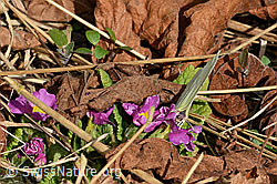 Zitronenfalter (Gonepteryx rhamni) auf Stängelloser Schlüsselblume (Primula acaulis) (C320671) Zitronenfalter (Gonepteryx rhamni) auf Stängelloser Schlüsselblume (Primula acaulis) (C320671)