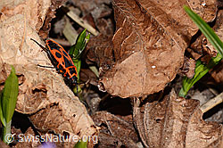 Feuerwanze (Pyrrhocoris apterus) (C320673)