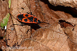 Feuerwanze (Pyrrhocoris apterus) (C320677)