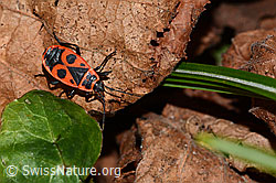 Feuerwanze (Pyrrhocoris apterus) (C320678)