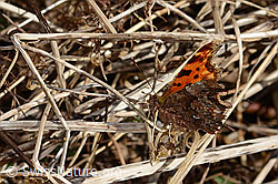 C-Falter (Polygonia c-album) (C320681) C-Falter (Polygonia c-album) (C320681)