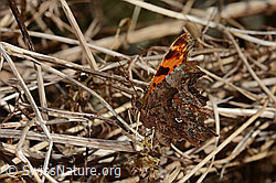 C-Falter (Polygonia c-album) (C320682) C-Falter (Polygonia c-album) (C320682)
