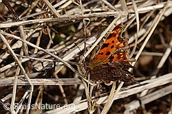 C-Falter (Polygonia c-album) (C320686) C-Falter (Polygonia c-album) (C320686)