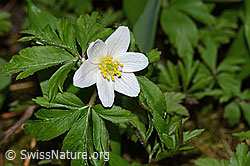 Buschwindröschen (Anemone nemorosa) (C320811) Buschwindröschen (Anemone nemorosa) (C320811)