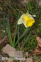 Osterglocke (Narcissus pseudonarcissus) (C320813) Osterglocke (Narcissus pseudonarcissus) (C320813)