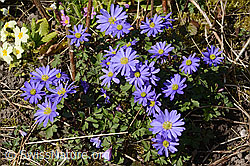 Balkan Windröschen (Anemone blanda) (C320820) Balkan Windröschen (Anemone blanda) (C320820)