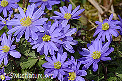 Balkan Windröschen (Anemone blanda) (C320821) Balkan Windröschen (Anemone blanda) (C320821)