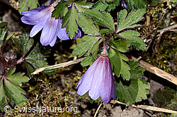 Balkan Windröschen (Anemone blanda) (C320824) Balkan Windröschen (Anemone blanda) (C320824)