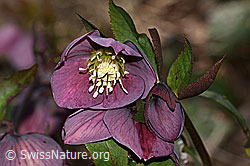 Östliche Nieswurz (Helleborus orientalis) (C320828) Östliche Nieswurz (Helleborus orientalis) (C320828)