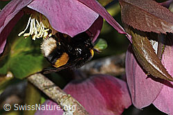 Dunkle Erdhummel (Bombus terrestris) an Östliche Nieswurz (Helleborus orientalis) (C320842) Dunkle Erdhummel (Bombus terrestris) an Östliche Nieswurz (Helleborus orientalis) (C320842)