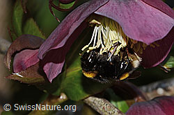 Dunkle Erdhummel (Bombus terrestris) an Östliche Nieswurz (Helleborus orientalis) (C320843) Dunkle Erdhummel (Bombus terrestris) an Östliche Nieswurz (Helleborus orientalis) (C320843)