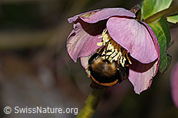 Dunkle Erdhummel (Bombus terrestris) an Östliche Nieswurz (Helleborus orientalis) (C320848) Dunkle Erdhummel (Bombus terrestris) an Östliche Nieswurz (Helleborus orientalis) (C320848)