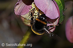 Dunkle Erdhummel (Bombus terrestris) an Östliche Nieswurz (Helleborus orientalis) (C320851) Dunkle Erdhummel (Bombus terrestris) an Östliche Nieswurz (Helleborus orientalis) (C320851)