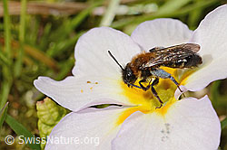 Zweifarbige Sandbiene (Andrena bicolor) an Stängellose Schlüsselblume (Primula acaulis) (C320891) Zweifarbige Sandbiene (Andrena bicolor) an Stängellose Schlüsselblume (Primula acaulis) (C320891)