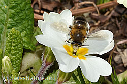 Frühlings-Pelzbiene (Anthophora plumipes) an Stängellose Schlüsselblume (Primula acaulis) (C320928) Frühlings-Pelzbiene (Anthophora plumipes) an Stängellose Schlüsselblume (Primula acaulis) (C320928)