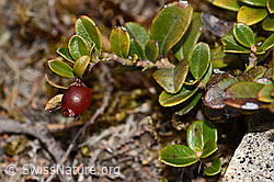 Foto: Preiselbeere (Vaccinium vitis-idaea)
