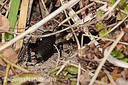 Feldgrille (Gryllus campestris) (C321069)