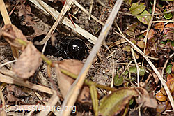 Feldgrille (Gryllus campestris) (C321072)