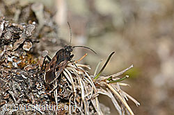 Rhyparochromus pini (C321101)