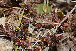 Rhyparochromus pini (C321117)