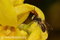 Frühe Lockensandbiene (Andrena praecox) an Forsythie (Forsythia) (C322996) Frühe Lockensandbiene (Andrena praecox) an Forsythie (Forsythia) (C322996)