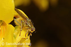 Gelbe Dungfliege (Scathophaga stercoraria) auf Forsythie (Forsythia) (C322999) Gelbe Dungfliege (Scathophaga stercoraria) auf Forsythie (Forsythia) (C322999)