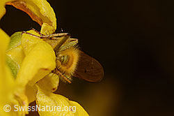 Gelbe Dungfliege (Scathophaga stercoraria) auf Forsythie (Forsythia) (C323000) Gelbe Dungfliege (Scathophaga stercoraria) auf Forsythie (Forsythia) (C323000)