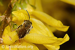 Frühe Lockensandbiene (Andrena praecox) an Forsythie (Forsythia) (C323002) Frühe Lockensandbiene (Andrena praecox) an Forsythie (Forsythia) (C323002)