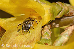 Gewöhnliche Schmalbiene (Lasioglossum calceatum) an Forsythie (Forsythia) (C323020) Gewöhnliche Schmalbiene (Lasioglossum calceatum) an Forsythie (Forsythia) (C323020)