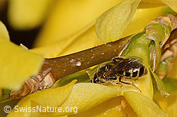 Gewöhnliche Schmalbiene (Lasioglossum calceatum) an Forsythie (Forsythia) (C323023) Gewöhnliche Schmalbiene (Lasioglossum calceatum) an Forsythie (Forsythia) (C323023)