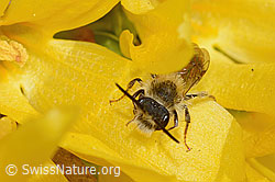 Frühe Lockensandbiene (Andrena praecox) an Forsythie (Forsythia) (C323030) Frühe Lockensandbiene (Andrena praecox) an Forsythie (Forsythia) (C323030)