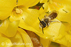 Frühe Lockensandbiene (Andrena praecox) an Forsythie (Forsythia) (C323032) Frühe Lockensandbiene (Andrena praecox) an Forsythie (Forsythia) (C323032)