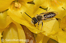 Frühe Lockensandbiene (Andrena praecox) an Forsythie (Forsythia) (C323033) Frühe Lockensandbiene (Andrena praecox) an Forsythie (Forsythia) (C323033)
