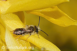 Frühe Lockensandbiene (Andrena praecox) an Forsythie (Forsythia) (C323037) Frühe Lockensandbiene (Andrena praecox) an Forsythie (Forsythia) (C323037)