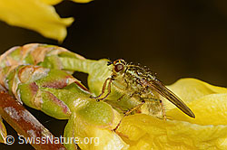Gelbe Dungfliege (Scathophaga stercoraria) auf Forsythie (Forsythia) (C323040) Gelbe Dungfliege (Scathophaga stercoraria) auf Forsythie (Forsythia) (C323040)