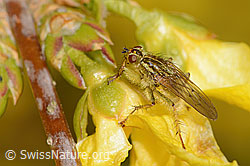 Gelbe Dungfliege (Scathophaga stercoraria) auf Forsythie (Forsythia) (C323042) Gelbe Dungfliege (Scathophaga stercoraria) auf Forsythie (Forsythia) (C323042)