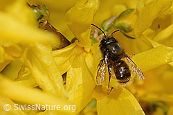 Gehörnte Mauerbiene (Osmia cornuta) an Forsythie (Forsythia) (C323044) Gehörnte Mauerbiene (Osmia cornuta) an Forsythie (Forsythia) (C323044)