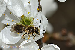 C323054: Rotschopfige Sandbiene (Andrena haemorrhoa) an Schwarzdorn (Prunus spinosa)