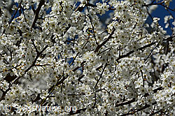 Schwarzdorn (Prunus spinosa) (C323101) Schwarzdorn (Prunus spinosa) (C323101)
