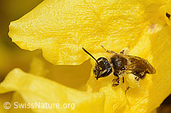 Frühe Lockensandbiene (Andrena praecox) an Forsythie (Forsythia) (C323108) Frühe Lockensandbiene (Andrena praecox) an Forsythie (Forsythia) (C323108)