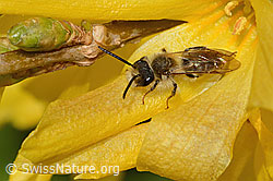 Frühe Lockensandbiene (Andrena praecox) an Forsythie (Forsythia) (C323113) Frühe Lockensandbiene (Andrena praecox) an Forsythie (Forsythia) (C323113)