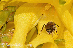 Gewöhnliche Schmalbiene (Lasioglossum calceatum) an Forsythie (Forsythia) (C323115) Gewöhnliche Schmalbiene (Lasioglossum calceatum) an Forsythie (Forsythia) (C323115)