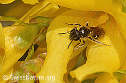 Gewöhnliche Schmalbiene (Lasioglossum calceatum) an Forsythie (Forsythia) (C323119) Gewöhnliche Schmalbiene (Lasioglossum calceatum) an Forsythie (Forsythia) (C323119)