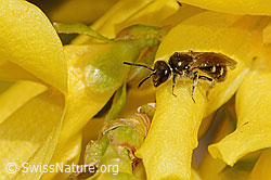 Gewöhnliche Schmalbiene (Lasioglossum calceatum) auf Sumpf-Kratzdistel (Cirsium palustre)