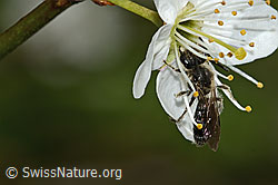 Gewöhnliche Zwergsandbiene (Andrena minutula) an Schwarzdorn (Prunus spinosa) (C323210) Gewöhnliche Zwergsandbiene (Andrena minutula) an Schwarzdorn (Prunus spinosa) (C323210)