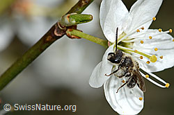 Gewöhnliche Zwergsandbiene (Andrena minutula) an Schwarzdorn (Prunus spinosa) (C323212) Gewöhnliche Zwergsandbiene (Andrena minutula) an Schwarzdorn (Prunus spinosa) (C323212)