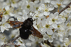 Blauschwarze Holzbiene (Xylocopa violacea) an Schwarzdorn (Prunus spinosa) (C323216) Blauschwarze Holzbiene (Xylocopa violacea) an Schwarzdorn (Prunus spinosa) (C323216)