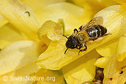 Zweifarbige Sandbiene (Andrena bicolor)