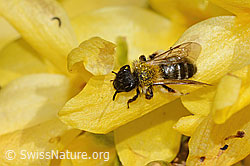 Zweifarbige Sandbiene (Andrena bicolor) an Forsythie (Forsythia) (C323223)